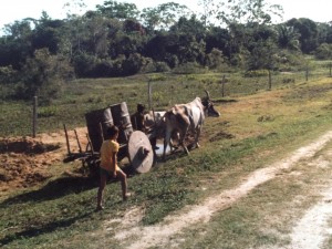 Boy with Cow Pulling Cart in San Ignacio Bolivia