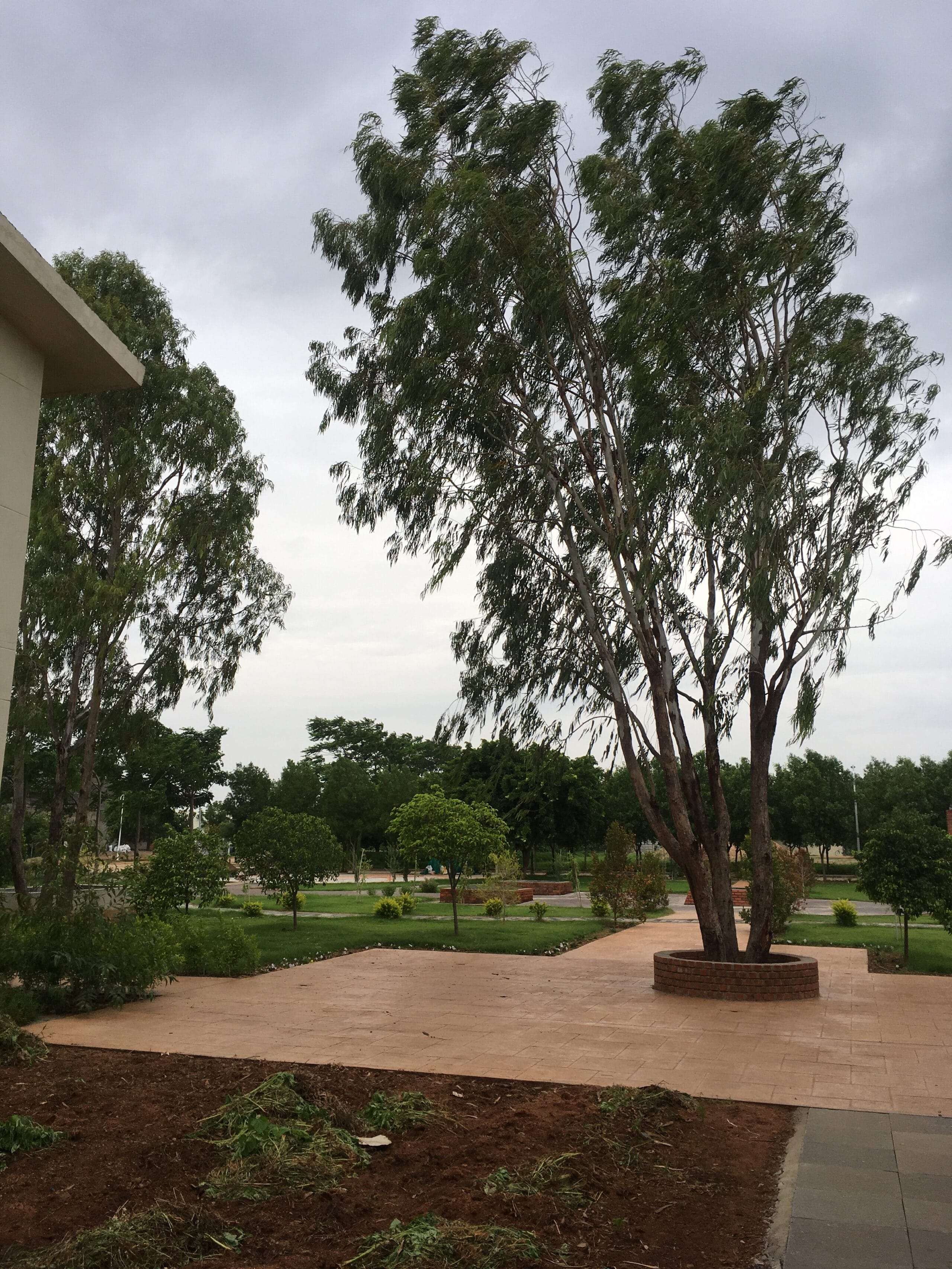 WORLD VOICE: “Listen,” Said the Heart, “The Trees are Talking”