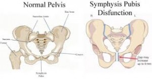 symphysis-pubis